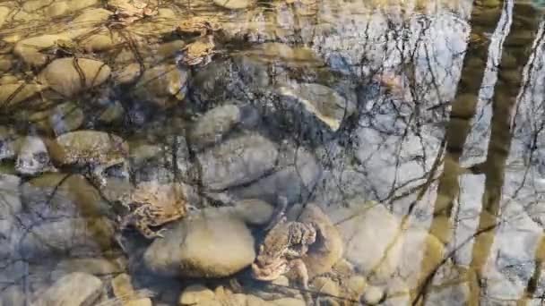 Dağ Nehrinde Üreme Sürecindeki Kurbağalar — Stok video