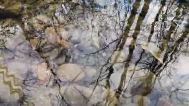 Dağ nehrinde üreme sürecindeki kurbağalar.