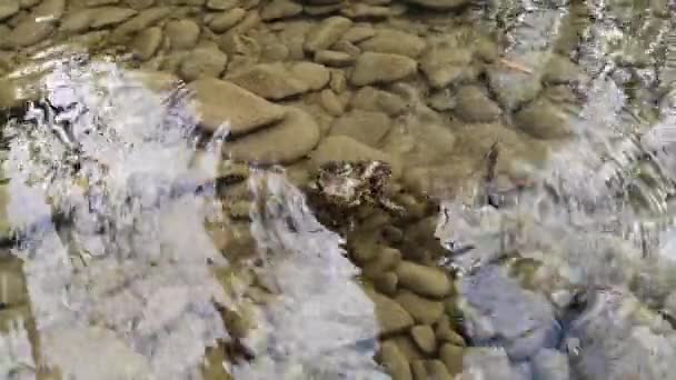 Ranas Proceso Cría Río Montaña — Vídeos de Stock
