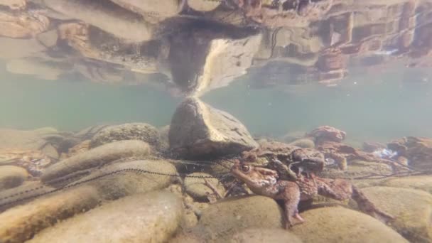 高山河流中青蛙繁殖的水下射精 — 图库视频影像