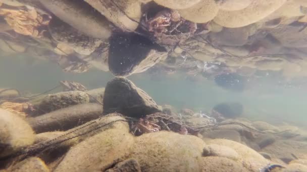 Υποβρύχια Γυρίσματα Της Αναπαραγωγής Βάτραχος Ένα Ποτάμι Βουνό — Αρχείο Βίντεο