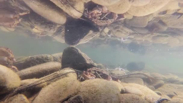Підводні Зйомки Розведення Жаб Гірській Річці — стокове відео