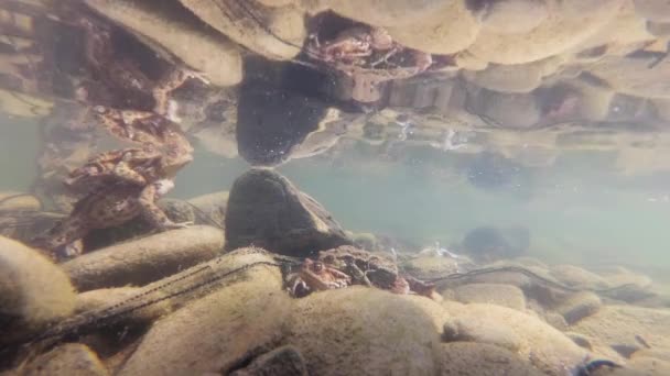 Prise Vue Sous Marine Grenouilles Reproductrices Dans Une Rivière Montagne — Video