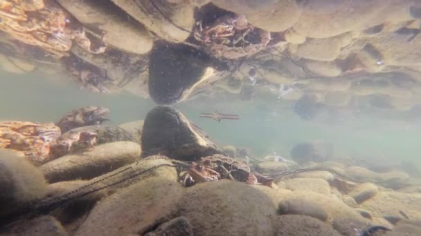 山の川でのカエル繁殖の水中撮影 — ストック動画