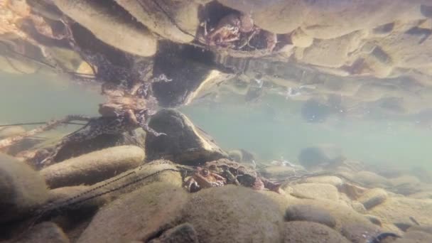 山の川でのカエル繁殖の水中撮影 — ストック動画