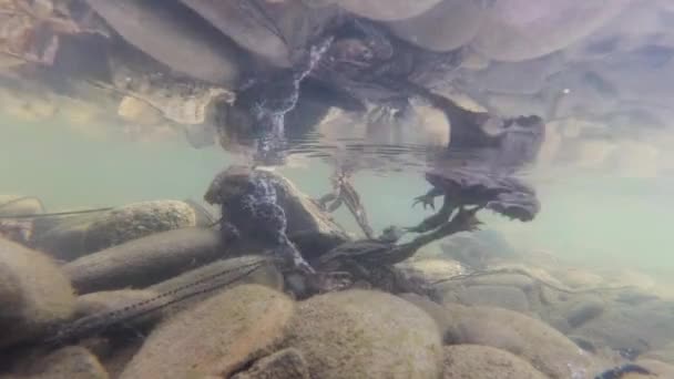 Filmación Submarina Cría Ranas Río Montaña — Vídeos de Stock