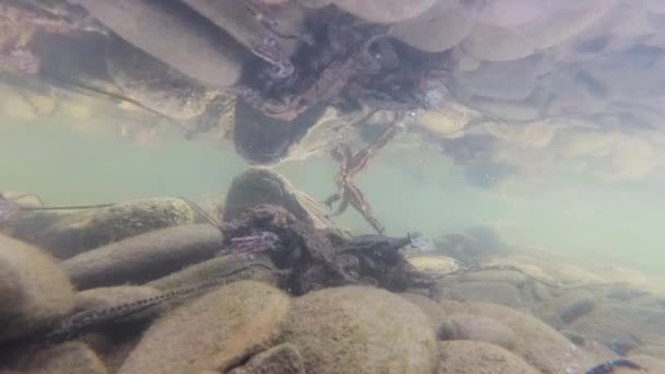Underwater Shooting Frog Breeding Mountain River — Stock Video