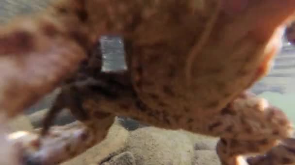 Bir Dağ Nehrinde Kurbağa Çiftleşmesinin Sualtı Çekimi — Stok video