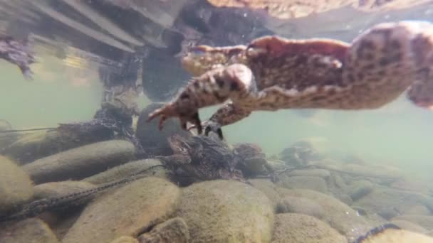 Unterwasseraufnahmen Der Froschzucht Einem Gebirgsfluss — Stockvideo