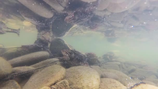 Onderwater Schieten Van Kikker Voortplanting Een Berg Rivier — Stockvideo