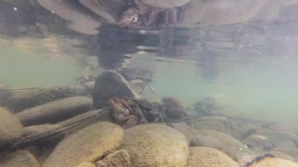 Подводная Стрельба Разведению Лягушек Горной Реке — стоковое видео