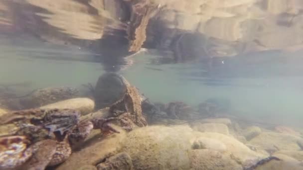 Onderwater Schieten Van Kikker Voortplanting Een Berg Rivier — Stockvideo