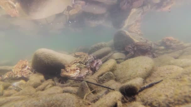 Împușcături Subacvatice Creștere Broaștelor Într Râu Munte — Videoclip de stoc