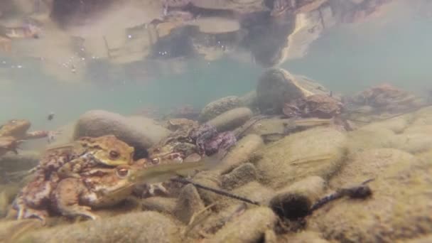 Filmación Submarina Cría Ranas Río Montaña — Vídeo de stock