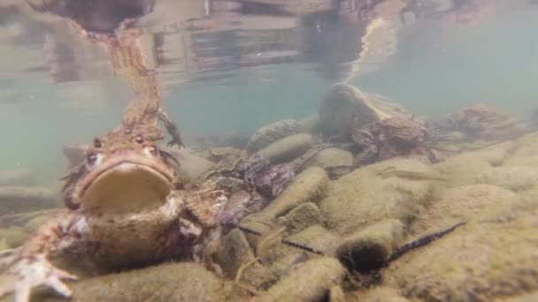 Filmación Submarina Cría Ranas Río Montaña — Vídeo de stock