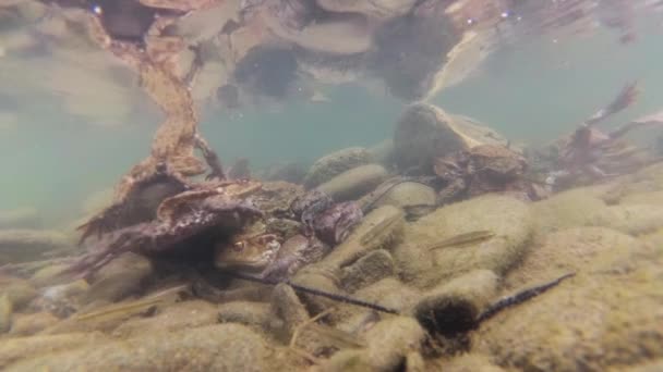 高山河流中青蛙繁殖的水下射精 — 图库视频影像