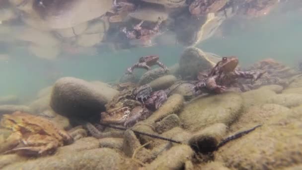 Tiro Subaquático Reprodução Rio Montanha — Vídeo de Stock