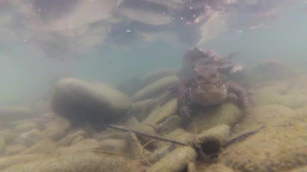 Filmación Submarina Cría Ranas Río Montaña — Vídeos de Stock