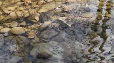 Dağ nehrinde üreme sürecindeki kurbağalar.