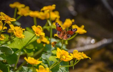 Kelebek tavus kuşu gözü Aglais io bir çiçeğin üzerinde oturuyor.