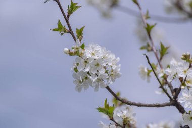 Flowering tree branches in the spring garden