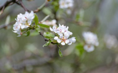 Bahar bahçesinde çiçek açan ağaç dalları