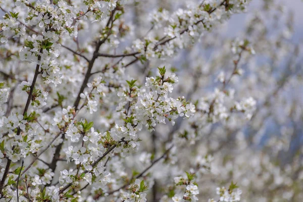 Цветущие Ветви Деревьев Весеннем Саду — стоковое фото