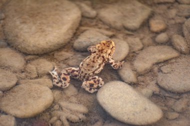 Dağ nehrinde kurbağa yetiştirme süreci.