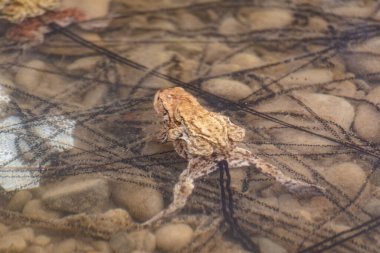 Dağ nehrinde kurbağa yetiştirme süreci.