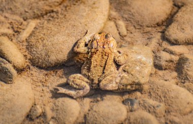 Dağ nehrinde kurbağa yetiştirme süreci.