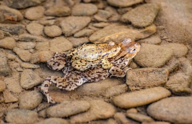 Dağ nehrinde kurbağa yetiştirme süreci.