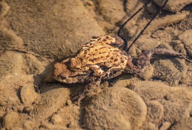 Dağ nehrinde kurbağa yetiştirme süreci.