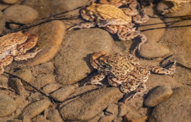 Dağ nehrinde kurbağa yetiştirme süreci.