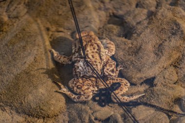 Dağ nehrinde kurbağa yetiştirme süreci.