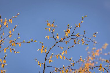 Dağ ormanlarındaki bir dalda yeni yapraklar