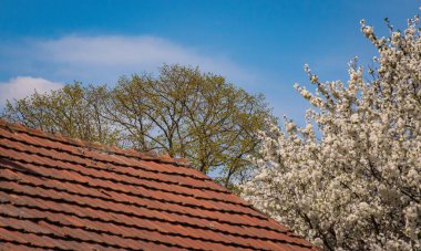 Döşemeli çatı ve çiçekli ağaç