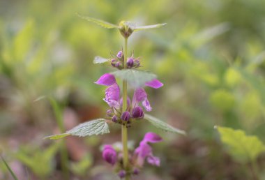 Ormanda çiçek açan Lamium maculatum