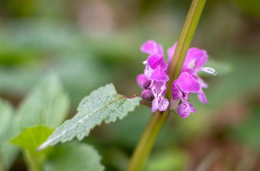 Ormanda çiçek açan Lamium maculatum