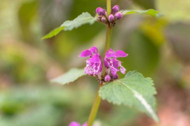 Ormanda çiçek açan Lamium maculatum