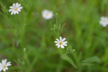 Yeşil çimenlerin üzerinde beyaz yıldız çiçeği