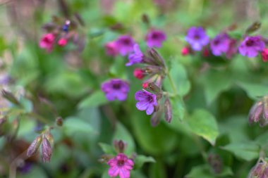 Bahar Ormanı 'nda Akciğer otu