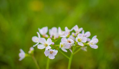 Çiçek açan Cardmine Amra 'nın yakın çekimi