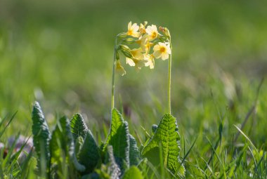 Close-up of a yellow Prmula vris in the forest