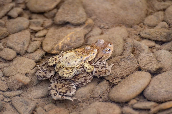 Process Breeding Toads Mountain River — Stock Photo, Image