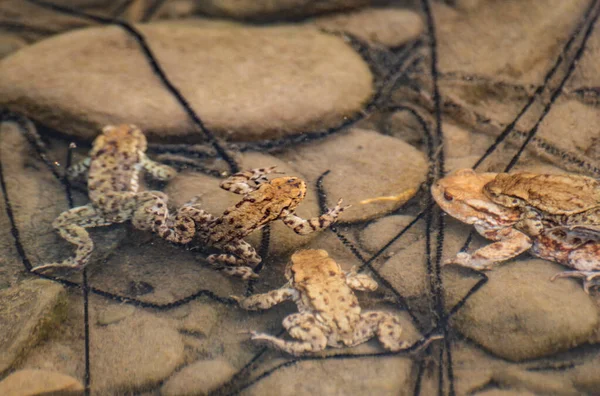 지대에서 두꺼비를 번식시키는 — 스톡 사진