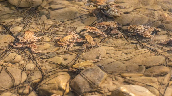 山の川での繁殖過程 — ストック写真