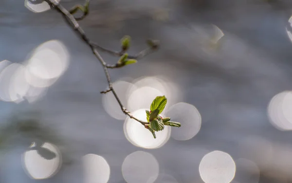 Dağ ormanlarındaki bir dalda yeni yapraklar