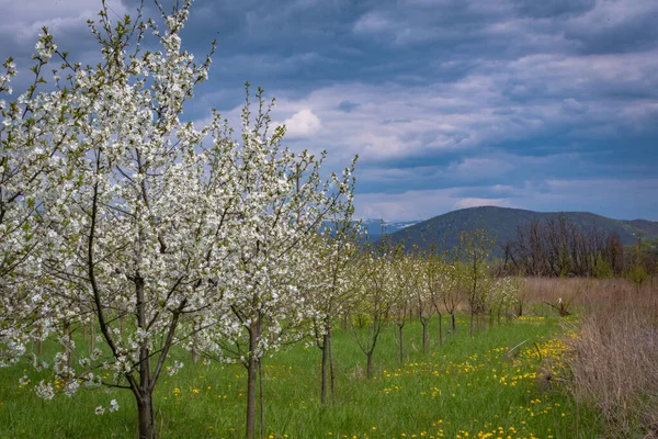 stock image Young flowering garden in the mountains