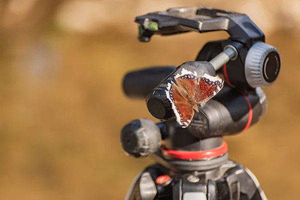 stock image Butterfly Nymphalis antiopa sits on photo equipment near the river