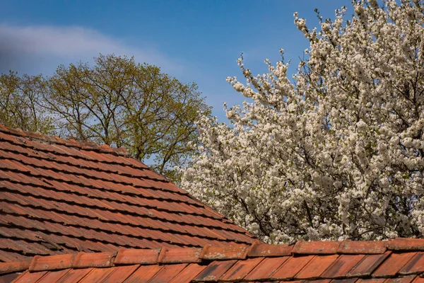 Плиточные Крыши Цветущее Дерево — стоковое фото